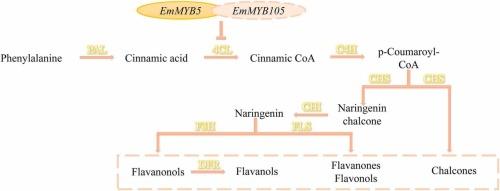 Screening and verification of EmMYB5 in flavonoids biosynthesis in Elaeagnus mollis dies kernel