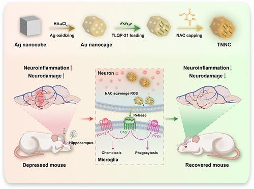 N-Acetylcysteine-Capped TLQP21-Containing Au Nanocages Alleviate Depression in Mice
