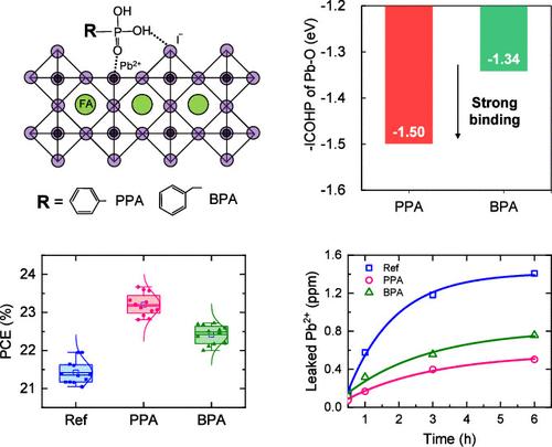Effect of Intramolecular Geometry in Phosphonic Acid on Surface Passivation and Lead Immobilization in Perovskite Solar Cells