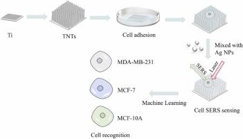 Application of a TNTs/Ag nanoparticle-based SERS platform for rapid recognition of breast cancer cells