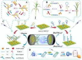 Built-in capacitive biosensor based leveraging rolling circle amplification-architected bimetallic nanozyme/glucose oxidase catalytic forest for overcoming sensitivity limits in plant pathogen monitoring