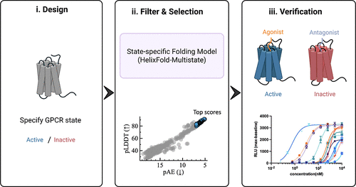 State-Specific Peptide Design Targeting G Protein-Coupled Receptors.