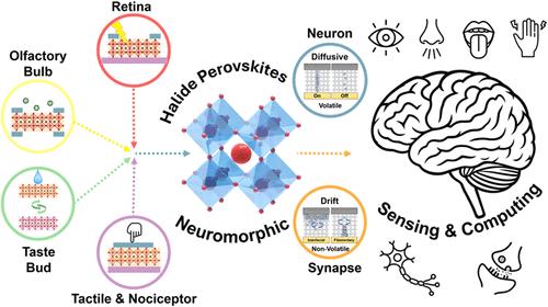 Halide Perovskites for Neuromorphic Sensing and Computing