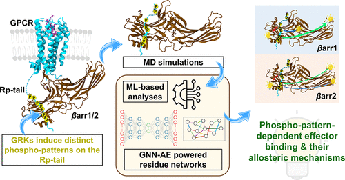 Mechanistic Basis for GPCR Phosphorylation-Dependent Allosteric Signaling Specificity of β-Arrestin 1 and 2.
