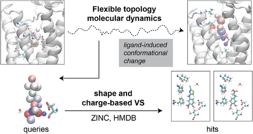 Undirected Exploration of Binding Pockets with Flexible Topology.