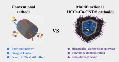 Cobalt-embedded carbon nanotube-bridged hollow carbon cubes enabling electro n/ion co-transport and catalytic conversion in lithium-sulfur batteries