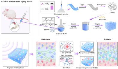 The Coupling of Gradient Mechano-Electrical Microenvironments Promotes Interface Regeneration via Ca2⁺ Signaling Activation