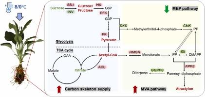 Enhanced carbon backbone supply via the mevalonate pathway confers sesquiterpene accumulation in Atractylodes macrocephala rhizomes under low temperature