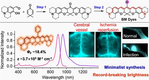 Bright, Robust and Readily Accessible Fluorophore Family for NIR-II Bioimaging