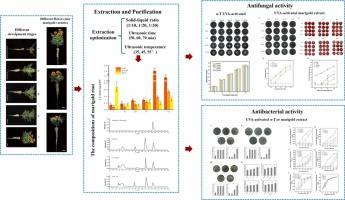 Ultrasonic-assisted extraction and light-dependent antimicrobial activities of thiophenes from Tagetes erecta