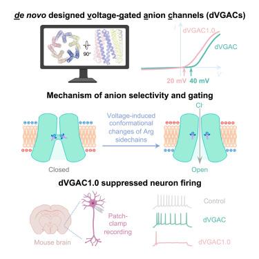 De novo designed voltage-gated anion channels suppress neuron firing