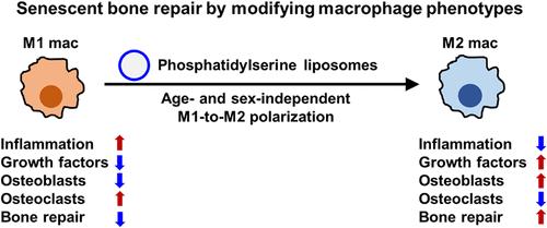 Accelerated Regeneration of Senescent Bone Injury through Age- and Sex-Independent Macrophage Polarization