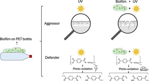 Biofilms on Plastics Slow Photo-Oxidation while Promoting Surface Degradation