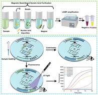 A multi-valve centrifugal microfluidic for Mycoplasma pneumoniae detection