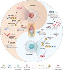KDM6A/MMP-3 epigenetic axis governs macrophage senescence after spinal cord injury for mediating the regenerative niche to promote neurological repair