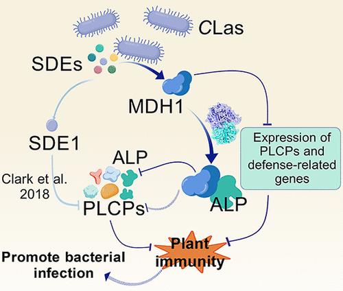 Metal-Dependent Hydrolase 1 Encoded by “Candidatus Liberibacter Asiaticus” Interferes with Citrus Immunity by Targeting Papain-like Cysteine Proteases