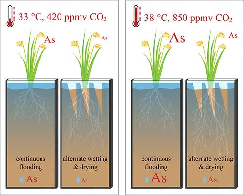 Alternate Wetting and Drying Limits Arsenic in Porewater and Rice Grain under Severe Future Climate Conditions