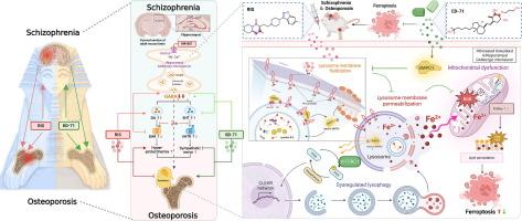 Risperidone induces osteoporosis and neuropsychiatric treatment resistance via SMPD1-lysosome-mediated ferroptosis: dual rescue by active vitamin D analog ED-71