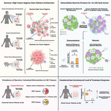 Tumor-infiltrating bacteria disrupt cancer epithelial cell interactions and induce cell-cycle arrest
