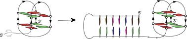 An antiparallel G-quadruplex structure with a 5′-end overhang forms predominantly at the human telomeric ds–ss DNA junction