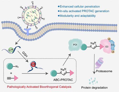 In Situ PROTAC Synthesis Enabled by Pathologically Activated Bioorthogonal Catalysis for Precision Cancer Therapy.