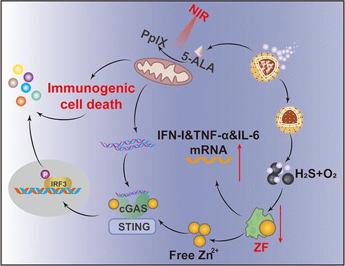 Nanomotor-Promoted In Situ Vaccination for Deep-Seated Cancer Immunotherapy