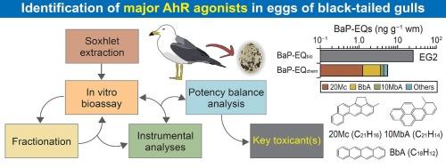 Effect-directed analysis and nontarget screening for identifying AhR-active substances in black-tailed gull eggs from South Korea