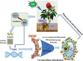 Brassinolide mitigates cadmium accumulation in Panax notoginseng via H₂O₂-PnBZR1-mediated pectin modification
