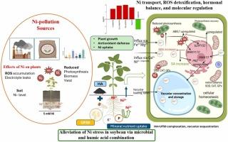 Mechanistic aspect of humic acid and Pseudomonas nitroreducens strain UF50 to alleviate nickel toxicity in soybean