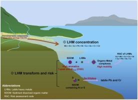 Labile heavy metals in sediments controlled by terrestrial organic matter based on isotopic and molecular signatures in an anthropogenic estuary