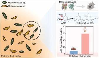 Hydroxylation-mediated acesulfame degradation within a methane-fed biofilm: a novel and efficient biodegradation route