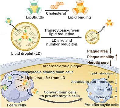 Targeted Lipid Transfer Nanoshuttle via Lipid-Specific Transcytosis Induces Atherosclerotic Plaque Regression.