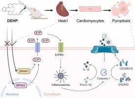 A New Insight into the Mechanism of DEHP-Induced Cardiotoxicity: Triggering pyroptosis of cardiomyocytes by disrupting sphingolipid metabolism