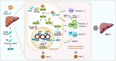 HBx-induced HSPB1 is a potential therapeutic target owing to its modulation of HBV cccDNA and hepatic immune responses