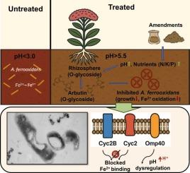 Pioneer phytoremediation of highly acidic mineral soil: O-glycoside components of rhizosphere exudates inhibit Acidithiobacillus ferrooxidans