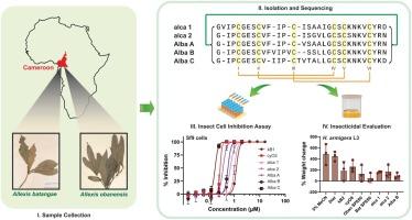 Discovery of insecticidal cyclotides from the African plants Allexis batangae and Allexis obanensis