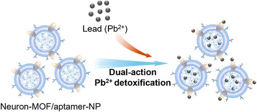 Dual-Action Cellular Nanoparticles for Effective Lead (Pb2+) Detoxification