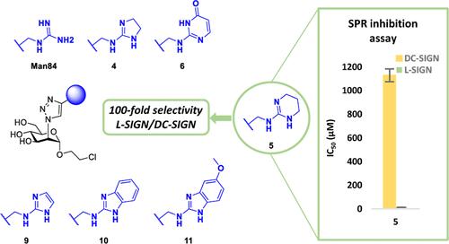 Increasing the Chemical Space of L-SIGN Specific Glycomimetics