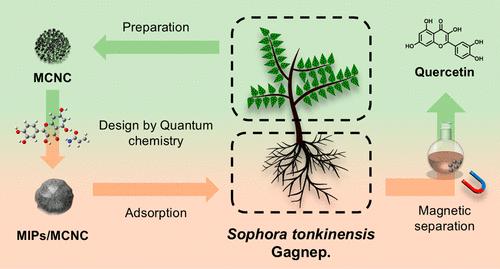 Closed-Loop Utilization of Sophora tonkinensis Gagnep.: Nanocellulose from Non-Medicinal Parts into Magnetic Imprinted Polymers for Targeted Quercetin Separation of Medicinal Parts