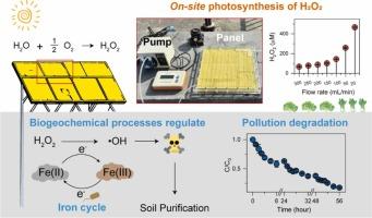 Accelerating natural purification of contaminated soils through endogenous iron cycle and hydroxyl radical production regulation