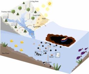 Impact of microplastic types and aging degrees on the transport behavior of marine oil spills