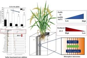 Spatial variation of arsenic transformation and functional microorganisms across the rice rhizosphere microzone with sulfur-based passivator