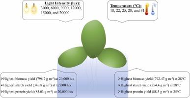 Elevated light intensity and temperature enhance biomass, protein, and starch accumulation in duckweed