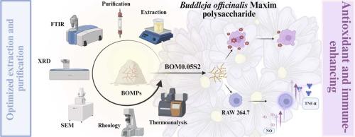 A functional food ingredient featuring immune-enhancing and antioxidant properties: Buddleja officinalis Maxim polysaccharide (BOM0.05S2)