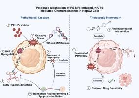 Nanoplastic-Induced NAT10/ac4C Axis Drives Both Oxidative Stress and Chemoresistance