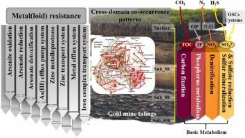 Cross-Kingdom Microbial Interactions Drive Arsenic Detoxification and Functional Stabilization in Century-Old Mine Tailings