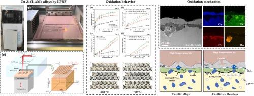 The oxidation mechanism of heterogeneous structured Cu-316L-xMo immiscible alloys by laser powder bed fusion