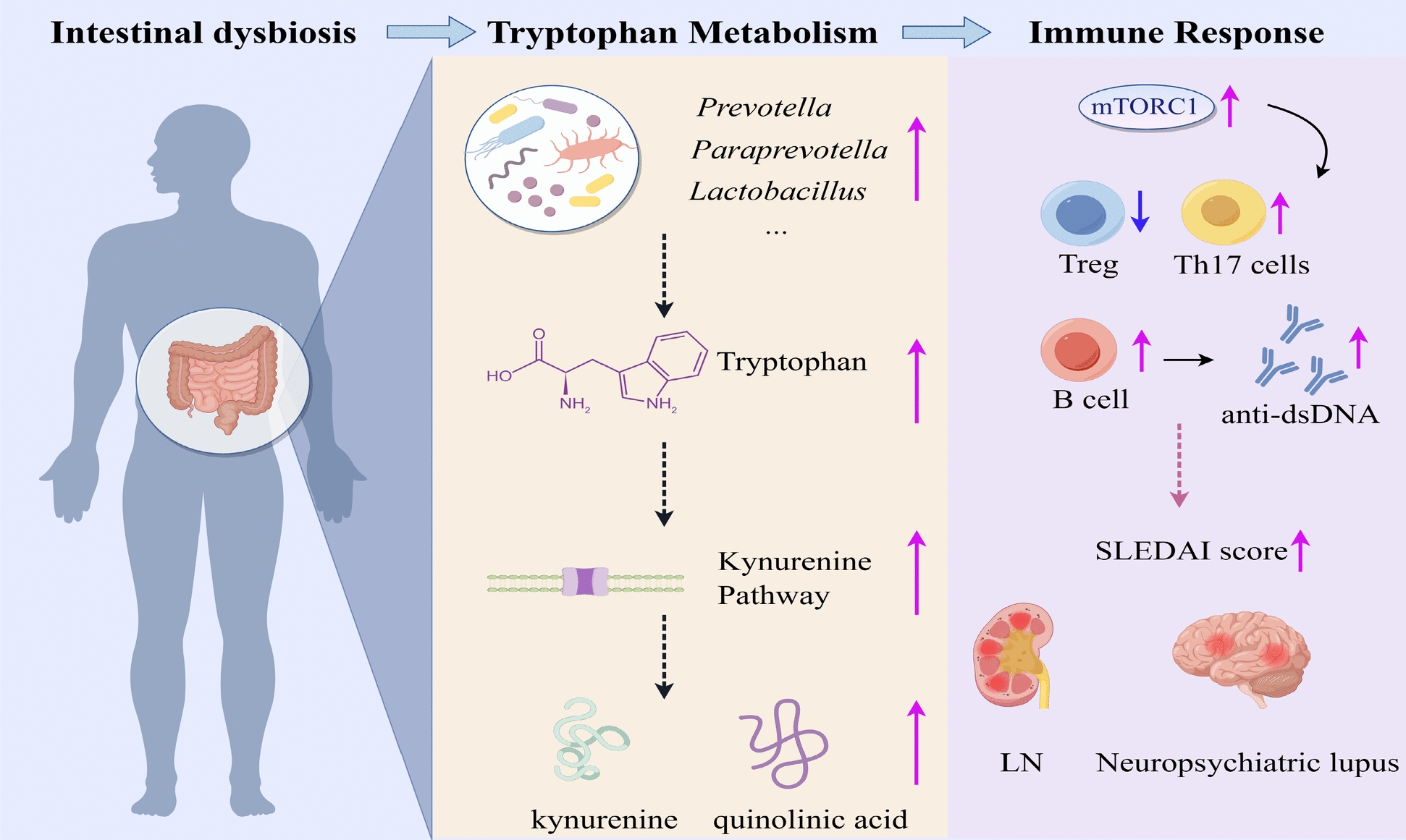 Gut microbiota and metabolism in systemic lupus erythematosus: from dysbiosis to targeted interventions.