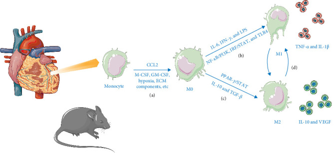The Dual Role of Macrophages in MIRI and MI by Immunity and Inflammation: Damage, Repair, Crosstalk, and Therapy.
