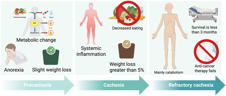 Advancing the Understanding and Treatment of Cancer Cachexia: Mechanisms, Therapeutic Approaches, and Future Opportunities.